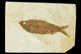 Detailed Fossil Fish (Knightia) - Wyoming #155476-1